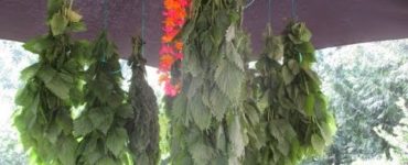 Можно ли кроликам давать сухую крапиву