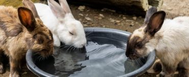 Как помочь кролику в жару: советы по уходу за животными в летний период